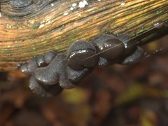 Exidia truncata