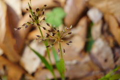 Luzula forsteri