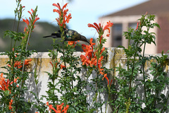 Nectarinia famosa famosa