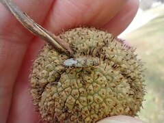 Belonochilus numenius