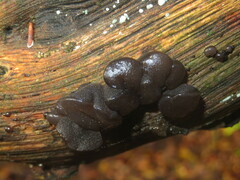 Exidia truncata