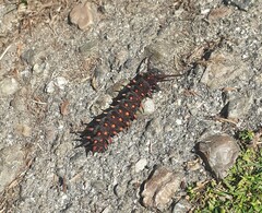 Battus philenor hirsuta