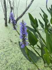 Pontederia cordata