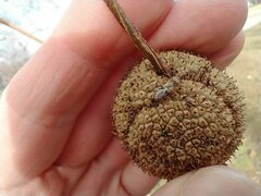 Belonochilus numenius