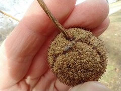 Belonochilus numenius