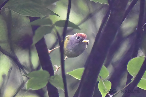 Chestnut-crowned Warbler (Phylloscopus castaniceps), photo 4