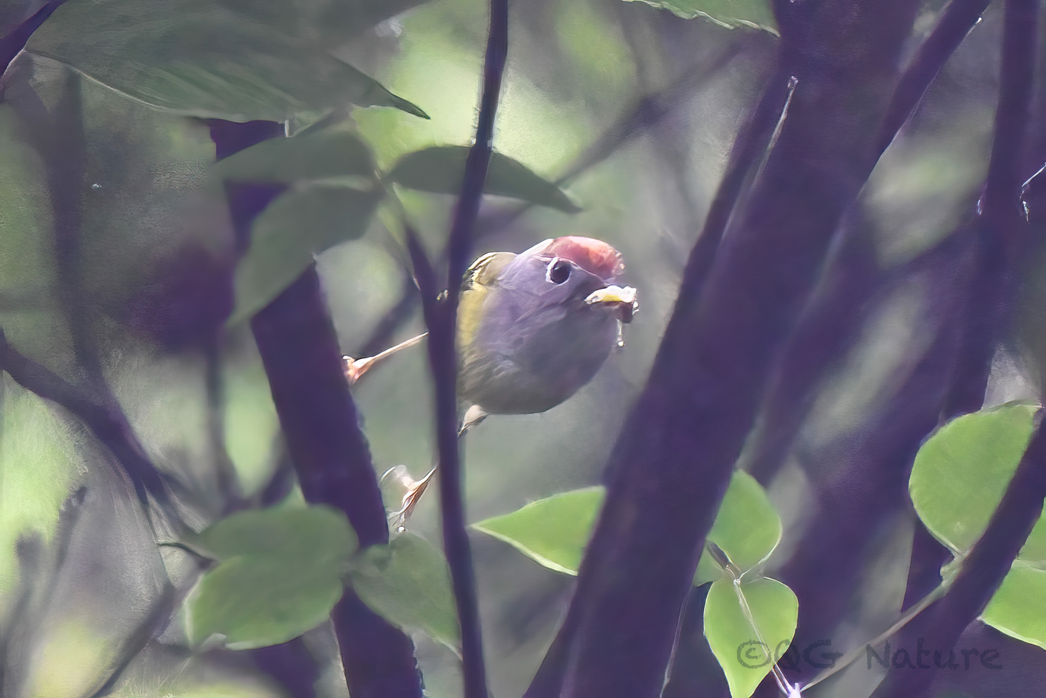 Chestnut-crowned Warbler