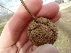 Belonochilus numenius