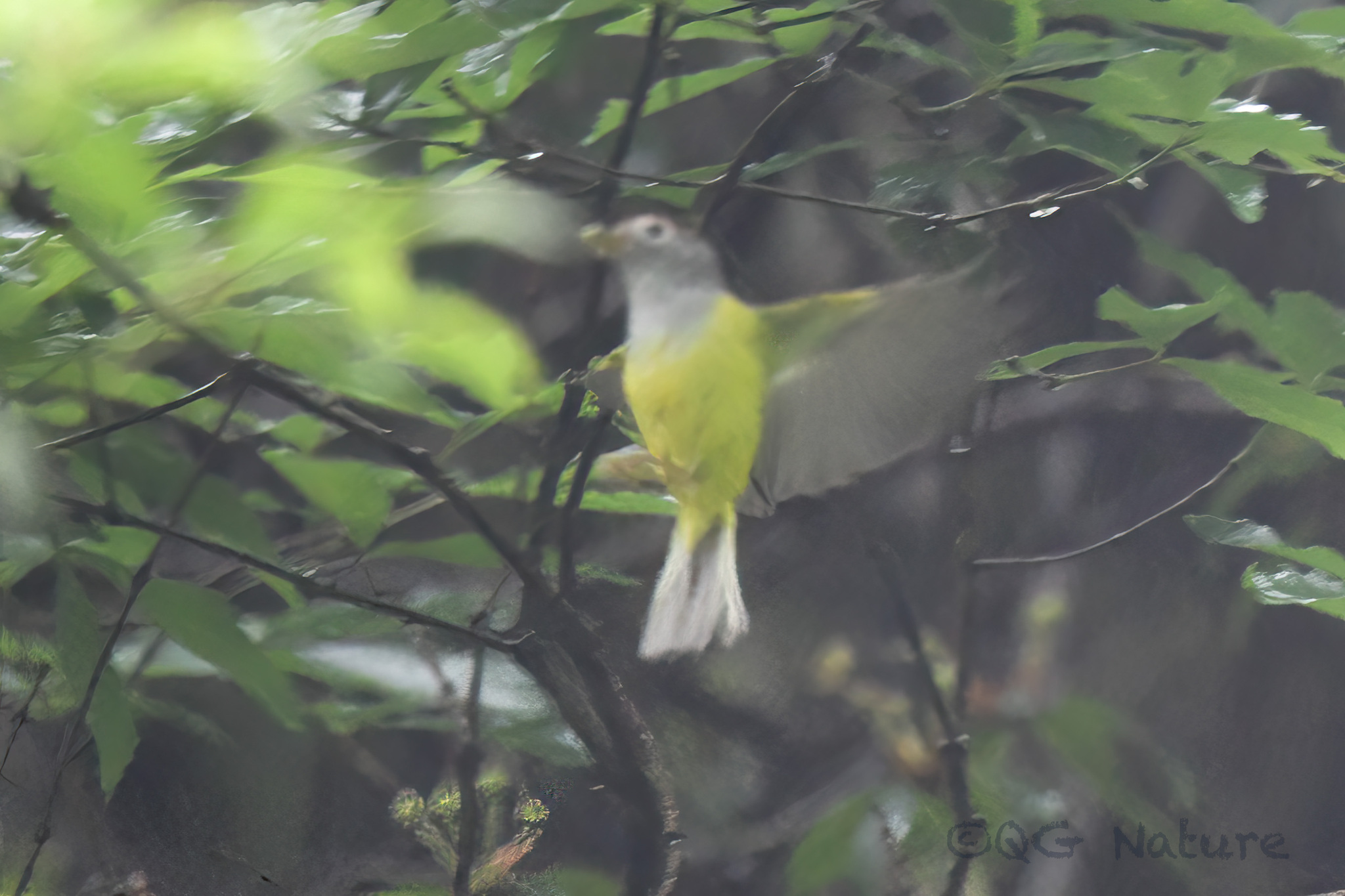 Chestnut-crowned Warbler