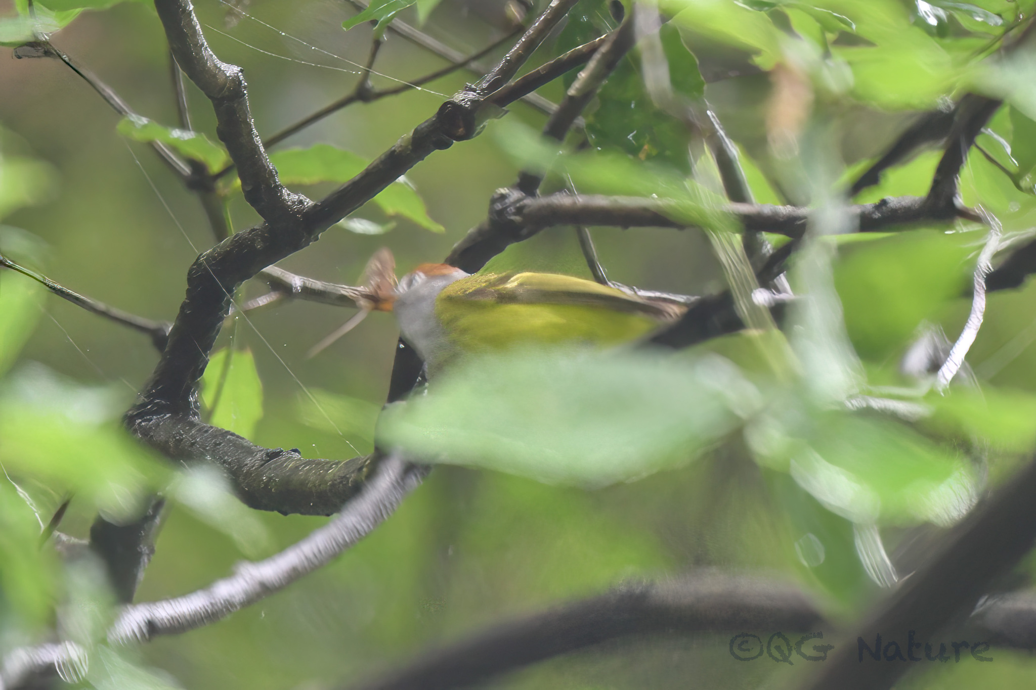 Chestnut-crowned Warbler