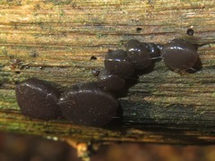 Exidia truncata