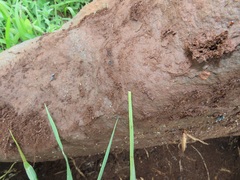 Polyrhachis schistacea