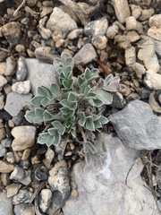 Astragalus newberryi