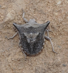 Ventocoris falcatus