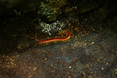 Scolopocryptops