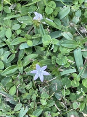 Richardia grandiflora
