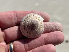 Architectonica nobilis
