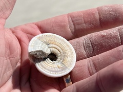 Architectonica nobilis