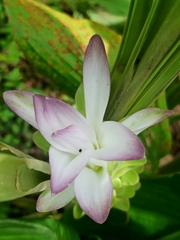 Curcuma