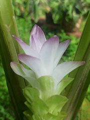 Curcuma