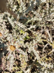 Berkheya heterophylla