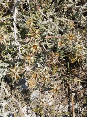 Berkheya heterophylla
