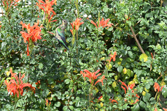 Nectarinia famosa famosa