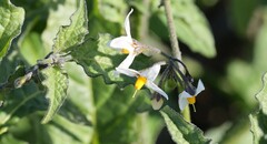 Solanum douglasii