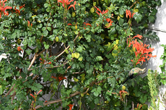 Nectarinia famosa famosa