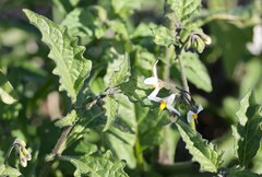 Solanum douglasii
