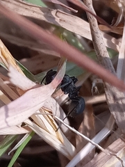 Polyrhachis lacteipennis