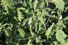 Solanum douglasii