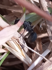 Polyrhachis lacteipennis
