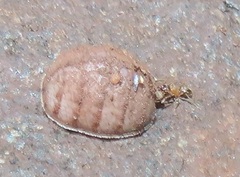 Microdontini