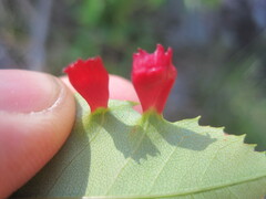 Blaesodiplosis