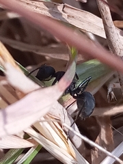 Polyrhachis lacteipennis