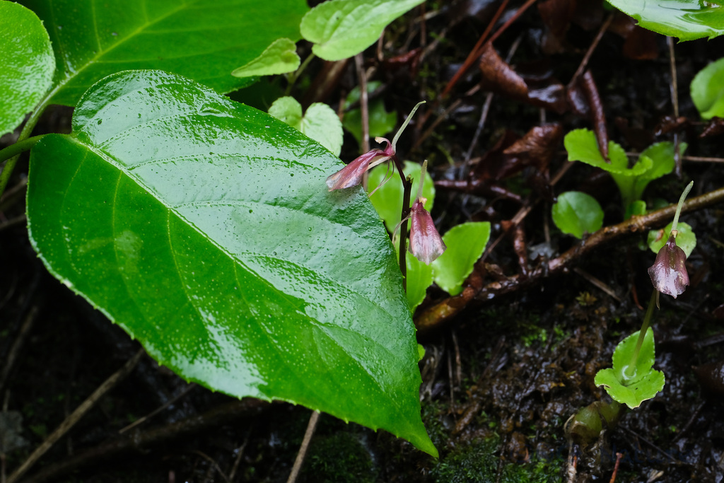 Liparis pauliana