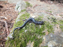 Plethodon metcalfi