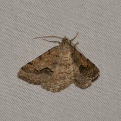 Frederickia s-signata