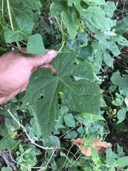 Ipomoea setosa melanotricha