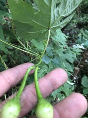 Ipomoea setosa melanotricha