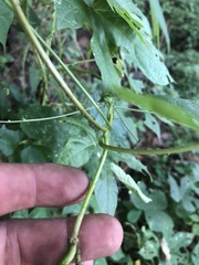 Ipomoea setosa melanotricha