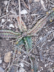 Euphorbia stellata