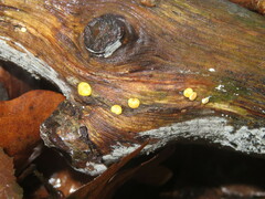 Hypocrea aureoviridis