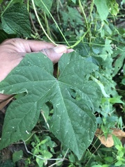Ipomoea setosa melanotricha