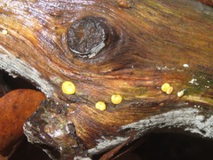 Hypocrea aureoviridis