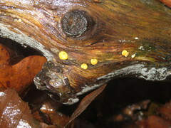 Hypocrea aureoviridis