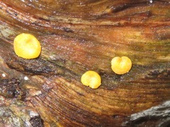 Hypocrea aureoviridis