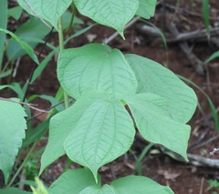 Dioscorea dregeana