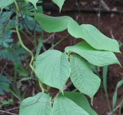 Dioscorea dregeana